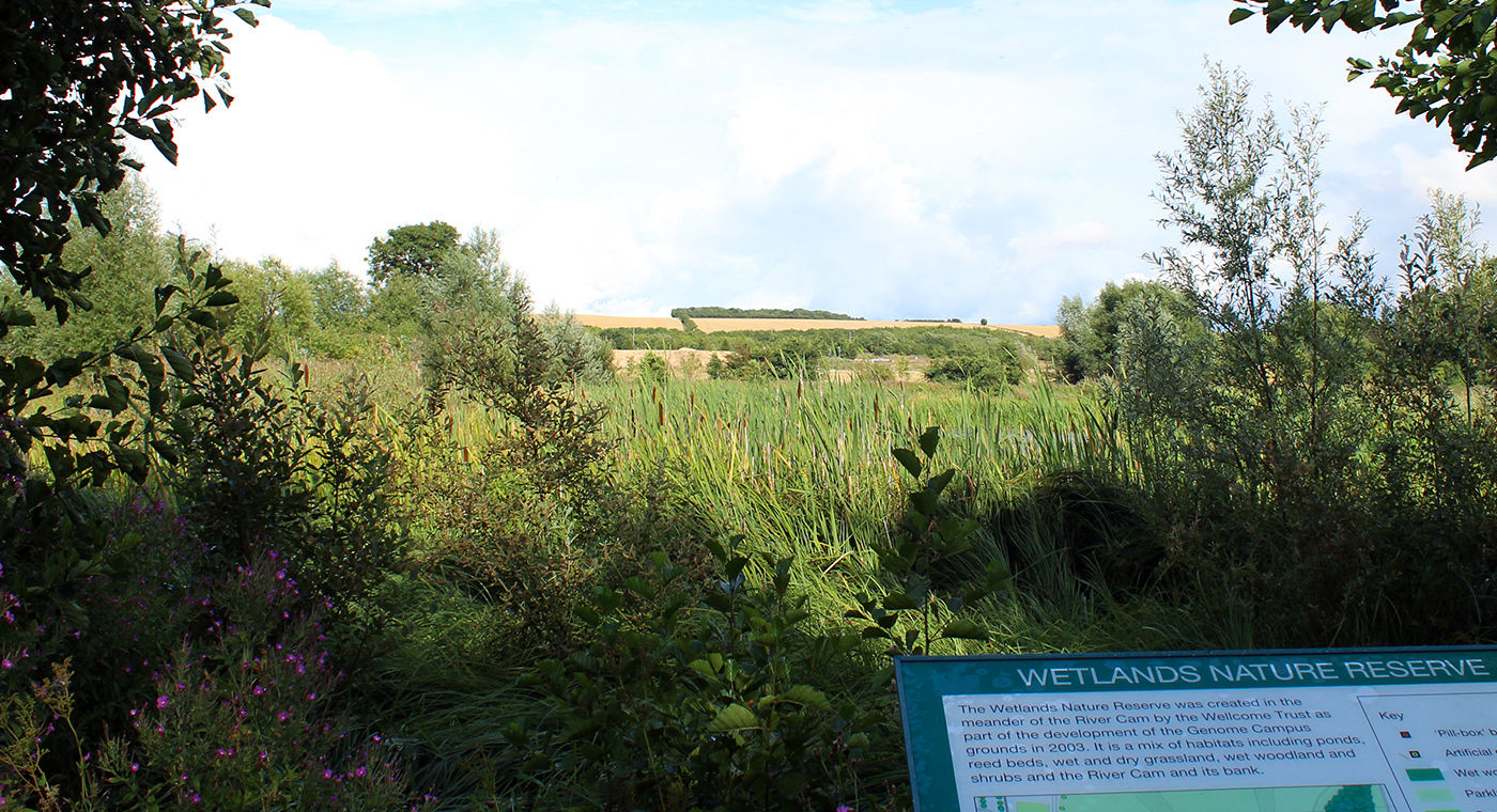 Wetlands Nature Reserve at the Wellcome Genome Campus, Hinxton, Cambridgeshire
