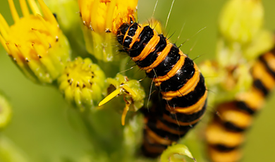 wildlife nature reserve management plan and activities at the wellcome genome campus