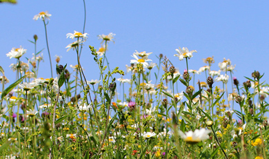 wildflower meadow at the wetlands nature reserve, wellcome genome campus