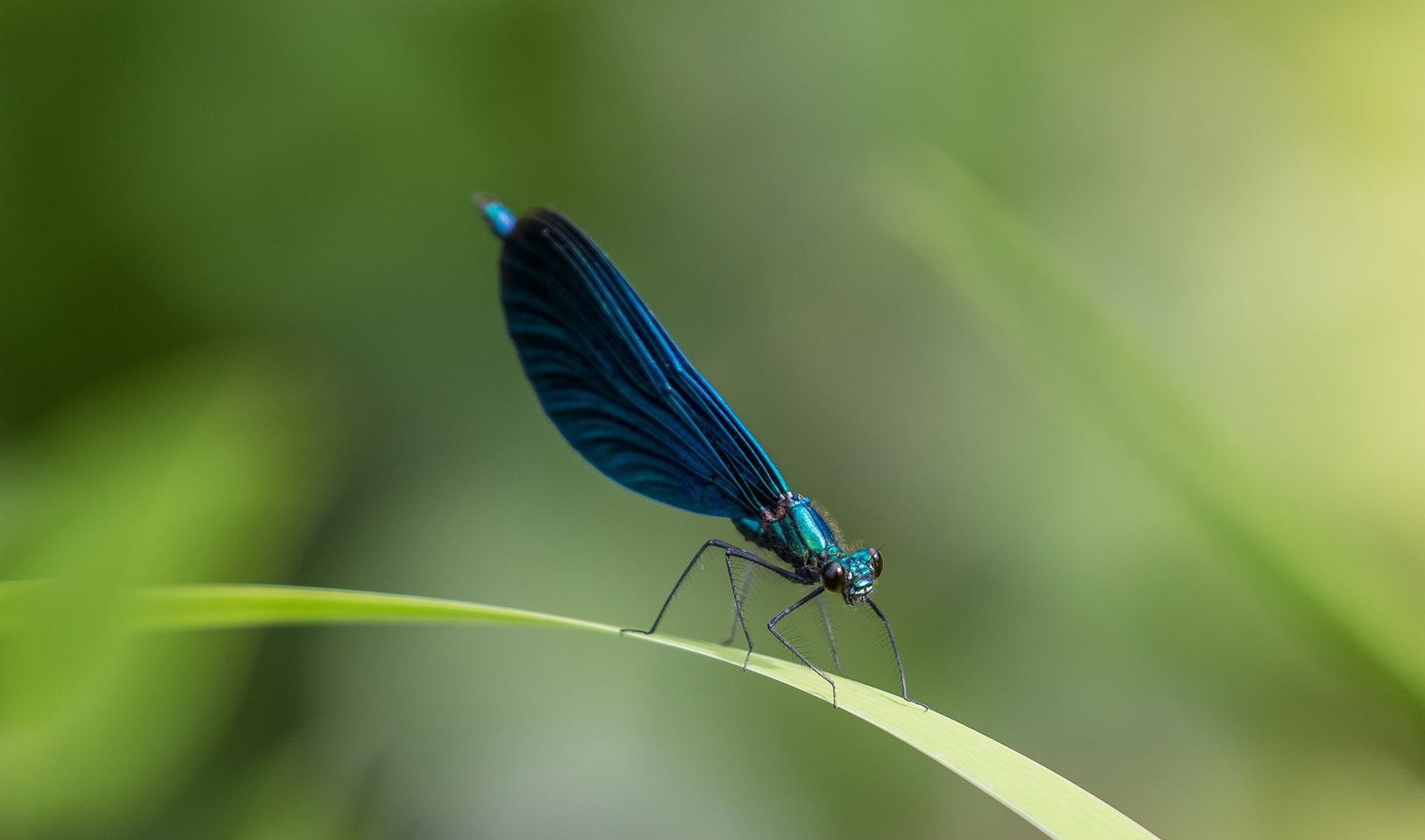 June wildlife-spotting at the wellcome genome campus