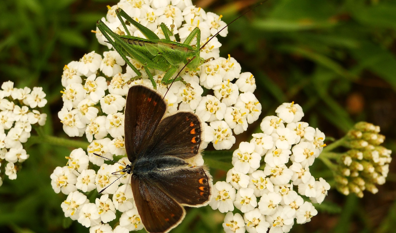 Wildlife to watch in August at the wellcome genome campus