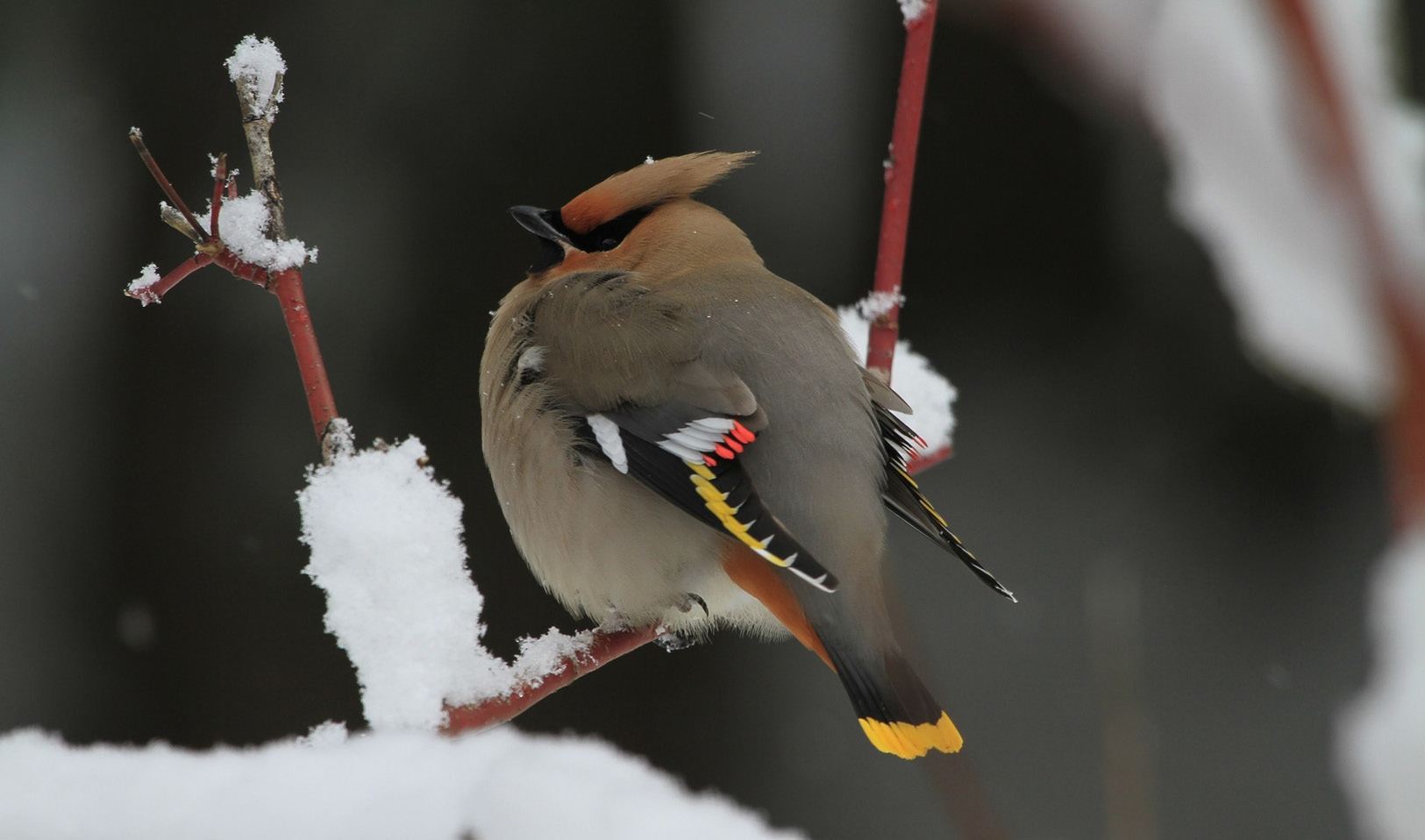 December wildlife to spot at the Wellcome Genome Campus