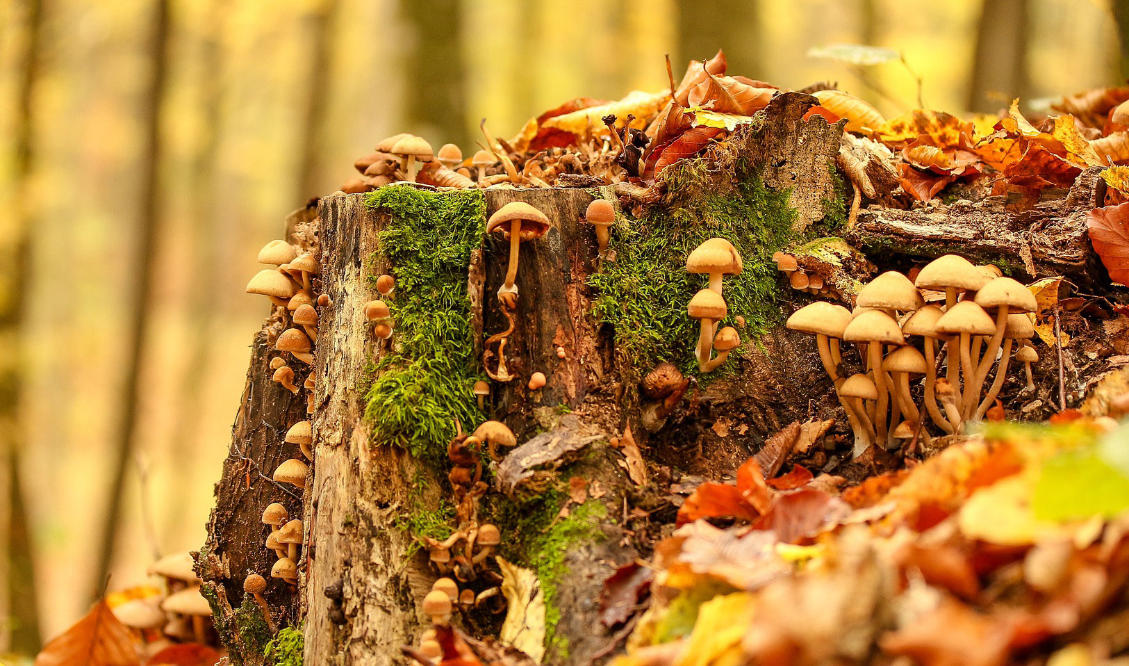 October wildlife to observe at the wellcome genome campus