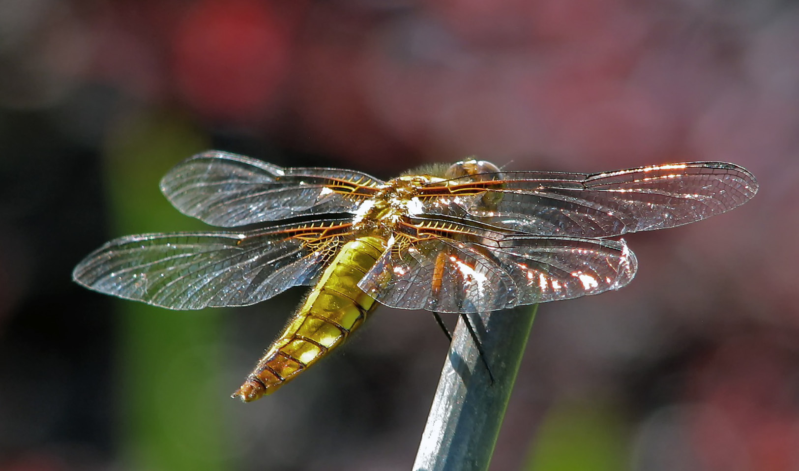 July wildlife to spot at the Wellcome Genome Campus