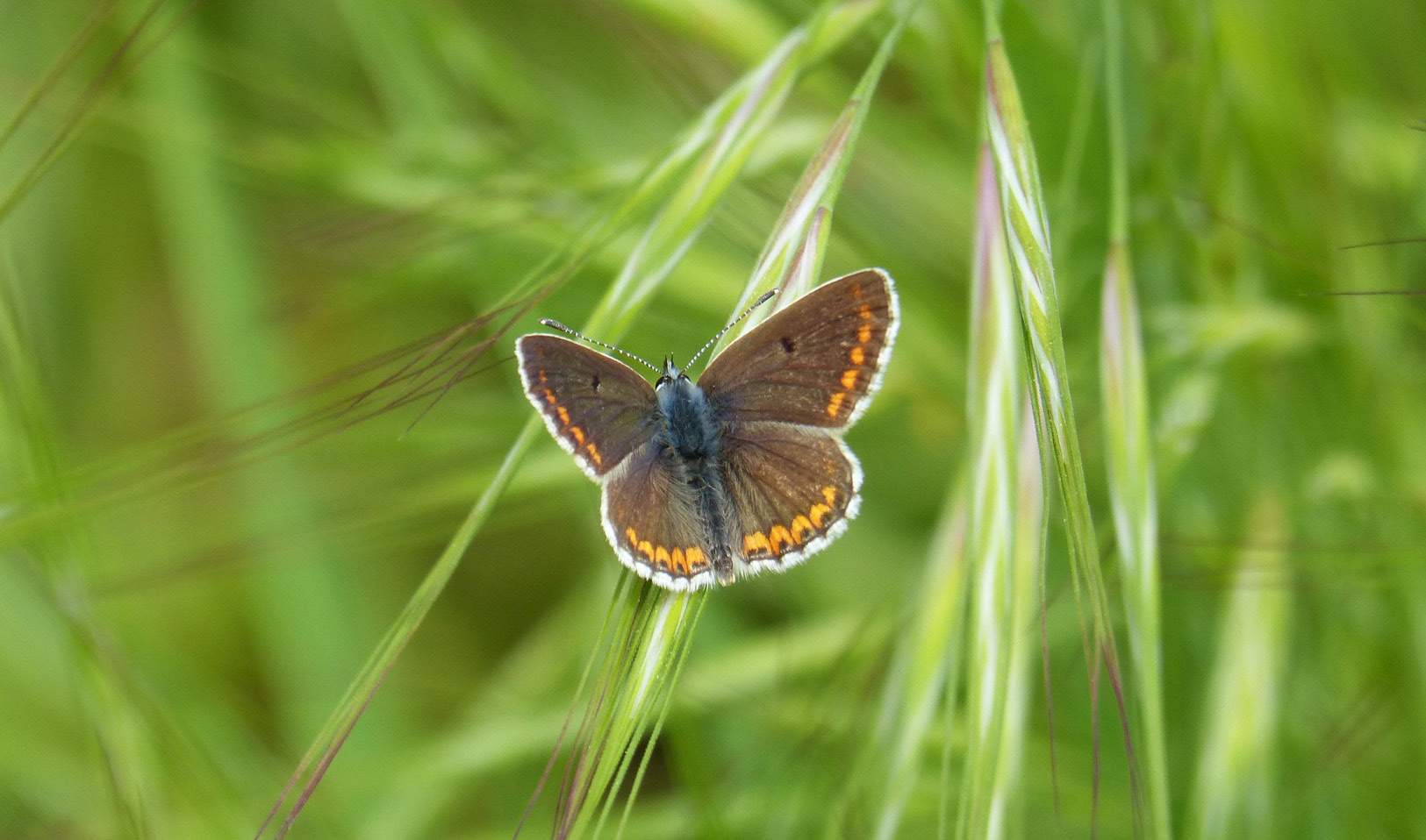 April wildlife sightings at the wellcome genome campus