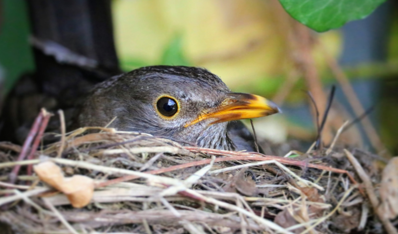 Wildlife to watch in May at the wellcome genome campus