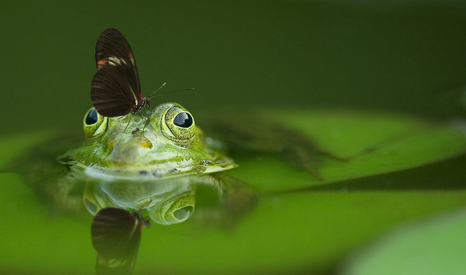 Wetlands Nature Reserve wildlife to watch throughout the year